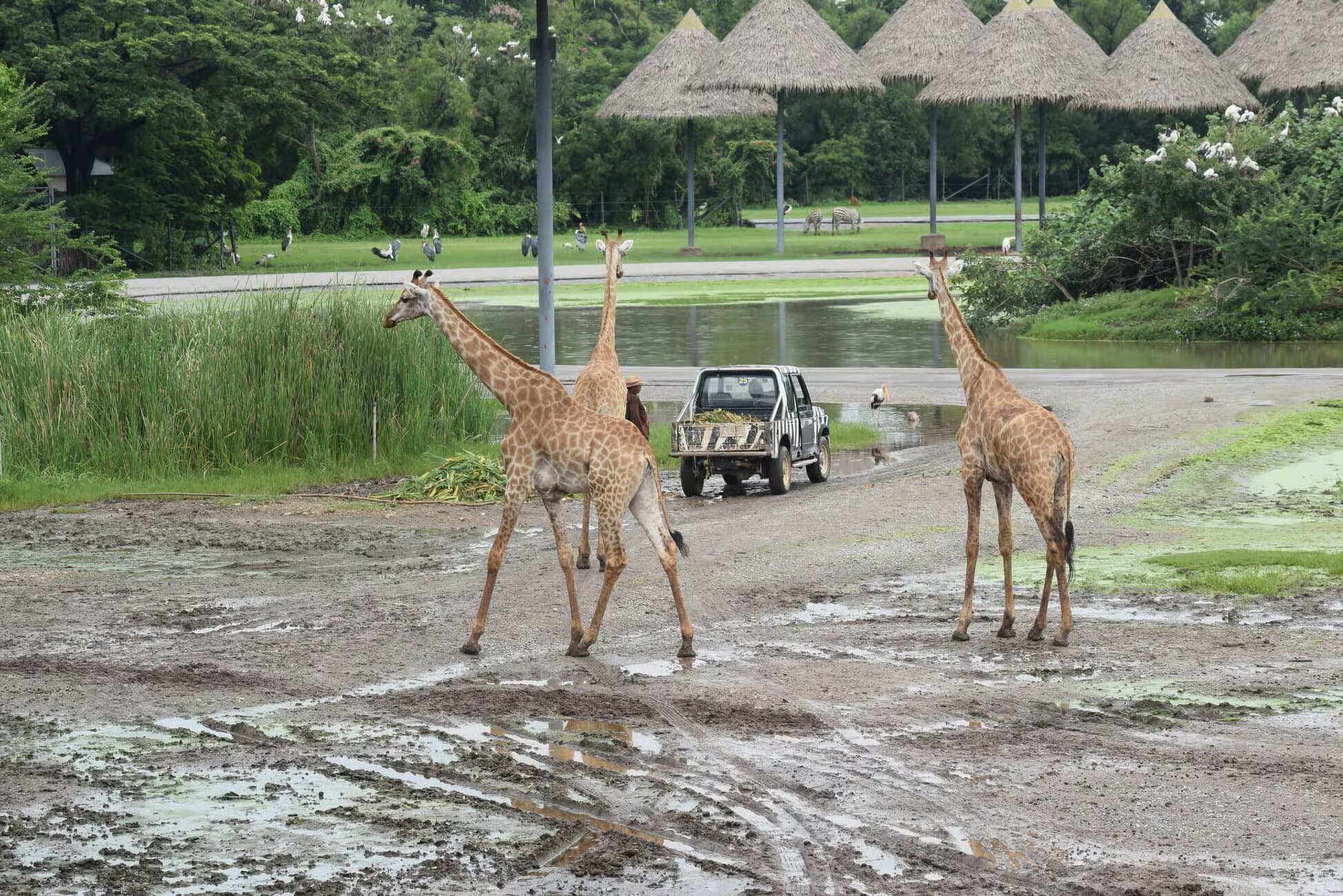 Image of Bangkok Safari & Marine Park tour package, BookMe Tour Package, Travel with BookMe, Exciting Tour Packages Available, Affordable Prices.