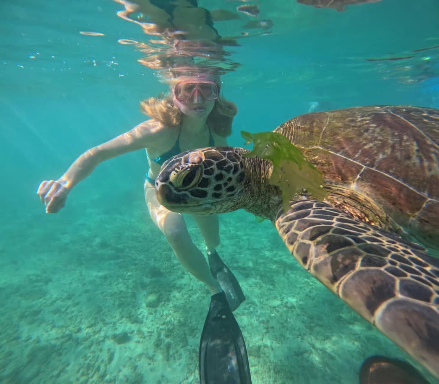 Image of Mirissa: Unforgettable Snorkeling Experience with Turtles tour package, BookMe Tour Package, Travel with BookMe, Exciting Tour Packages Available, Affordable Prices.