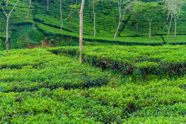 Image of Sreemangal Tour Package: 2 Days & 1 Night, Tour Packages, Tour Activities, BookMe Accommodation, Comfortable Stay, Affordable Prices.