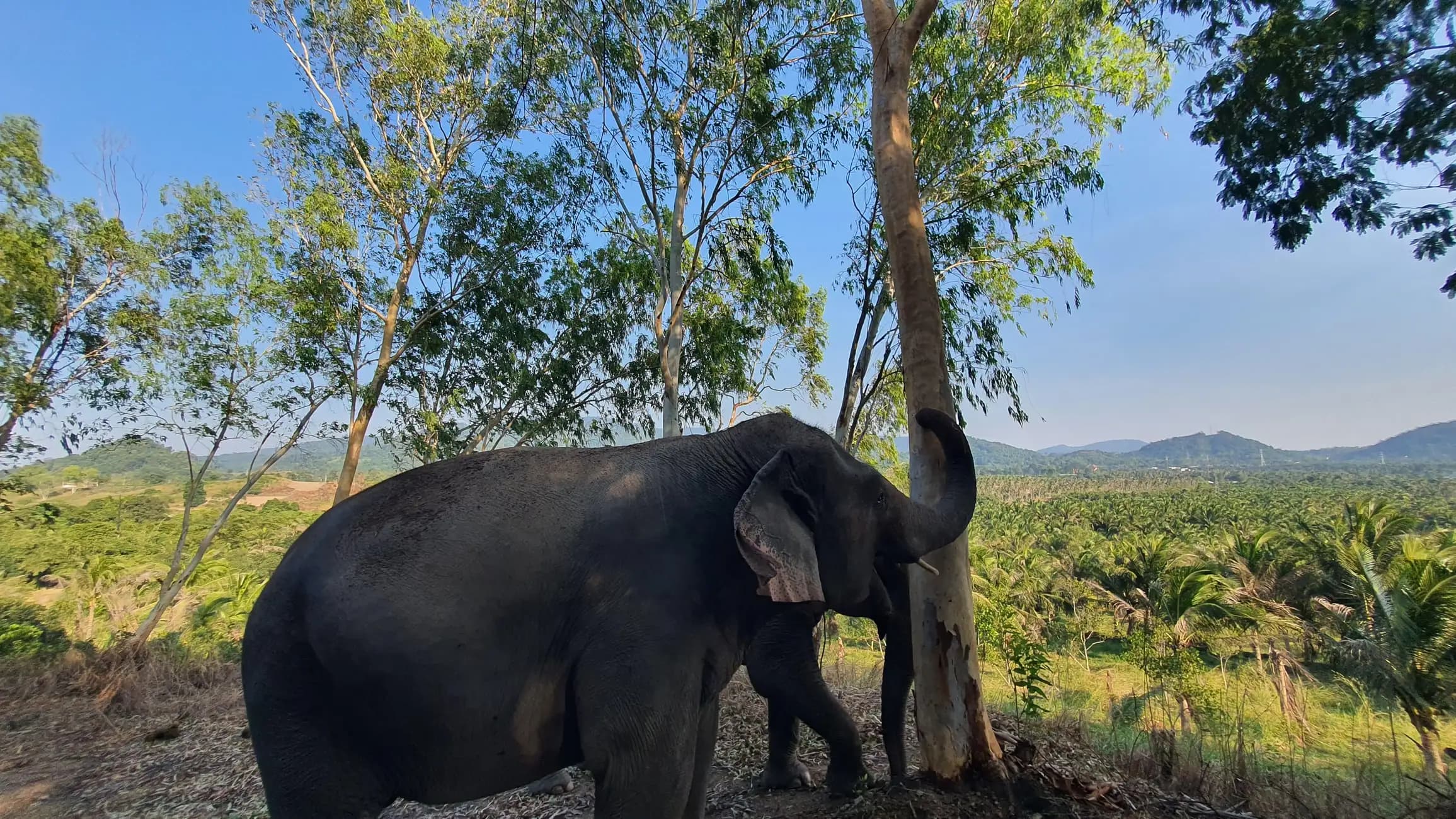 Image of From Bangkok: Living Green Elephant Sanctuary Day Trip tour package, BookMe Tour Package, Travel with BookMe, Exciting Tour Packages Available, Affordable Prices.