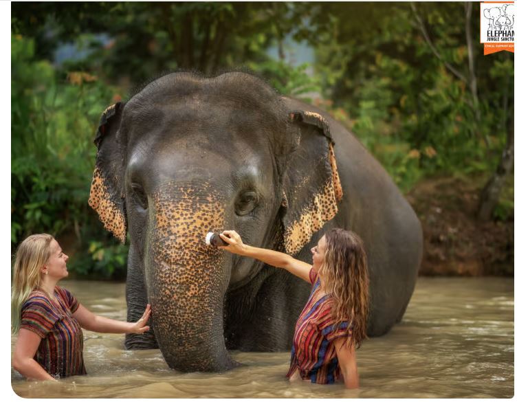 Elephant Jungle Sanctuary Half-Day Visit with Meal