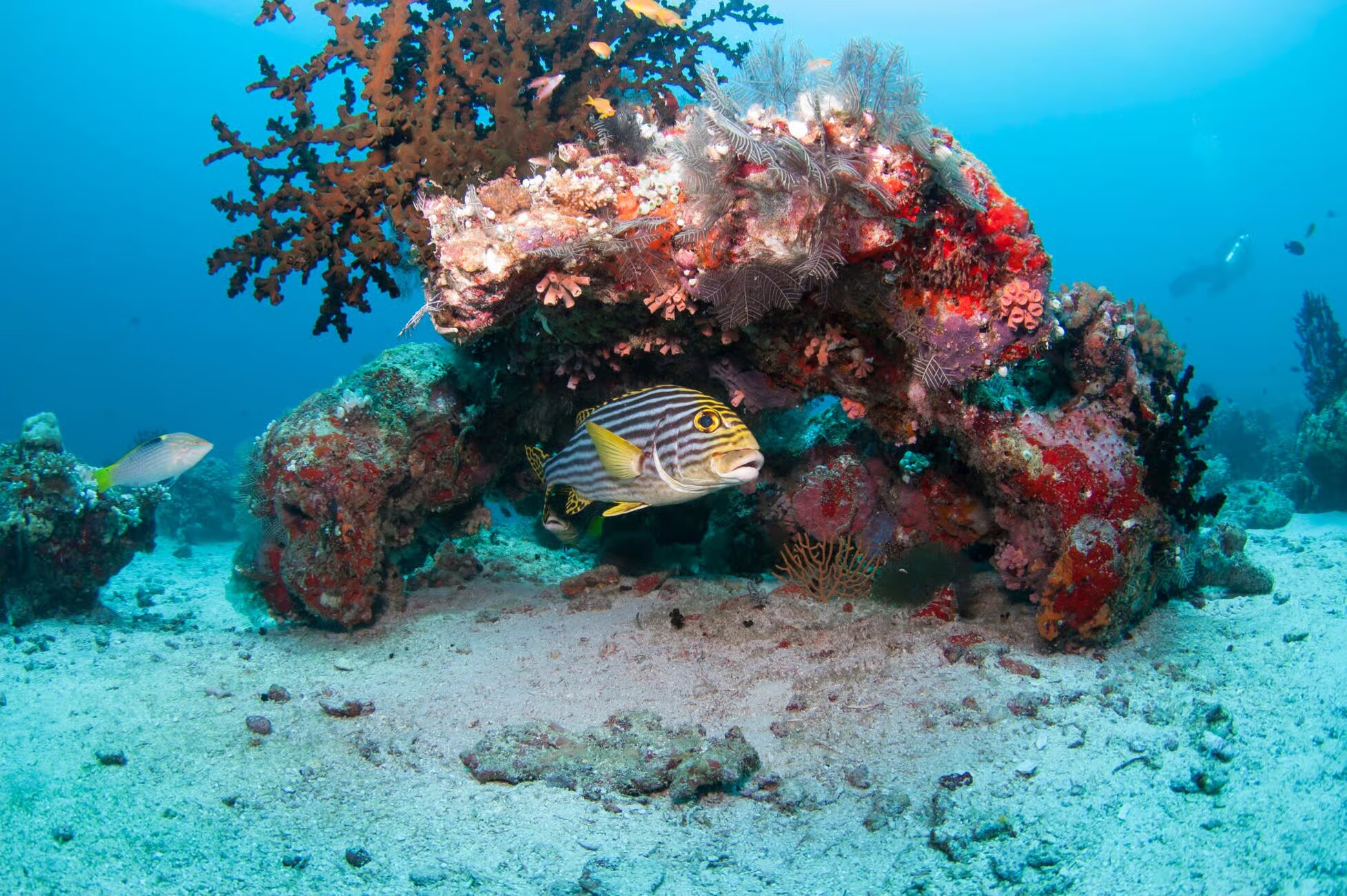 Maldives: Discover Scuba Diving