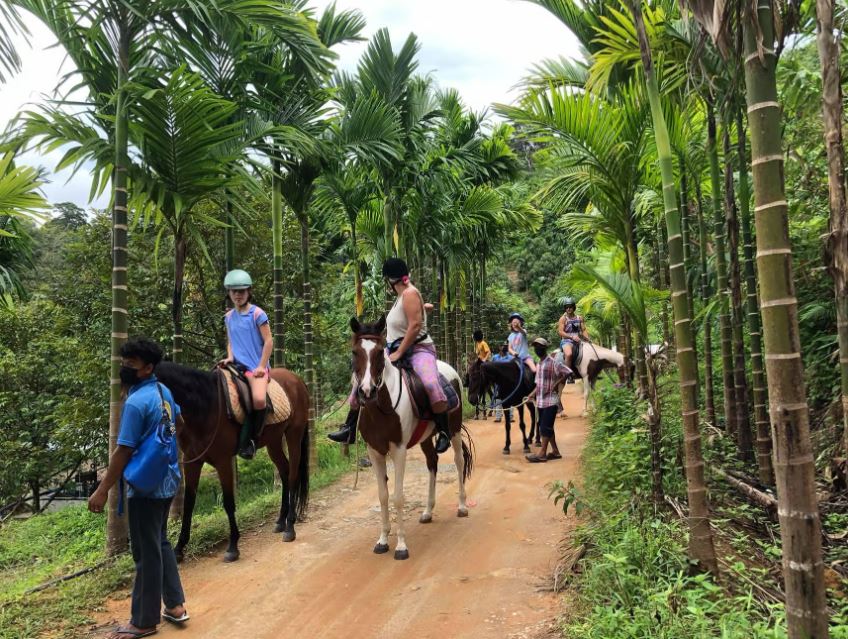 Phuket Jungle Horseback Ride with Scenic Forest Views