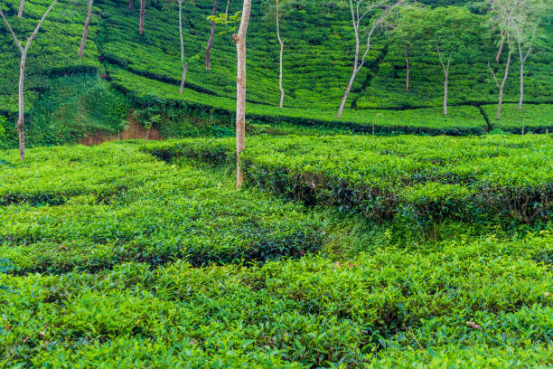 Sreemangal Tour Package: 2 Days & 1 Night