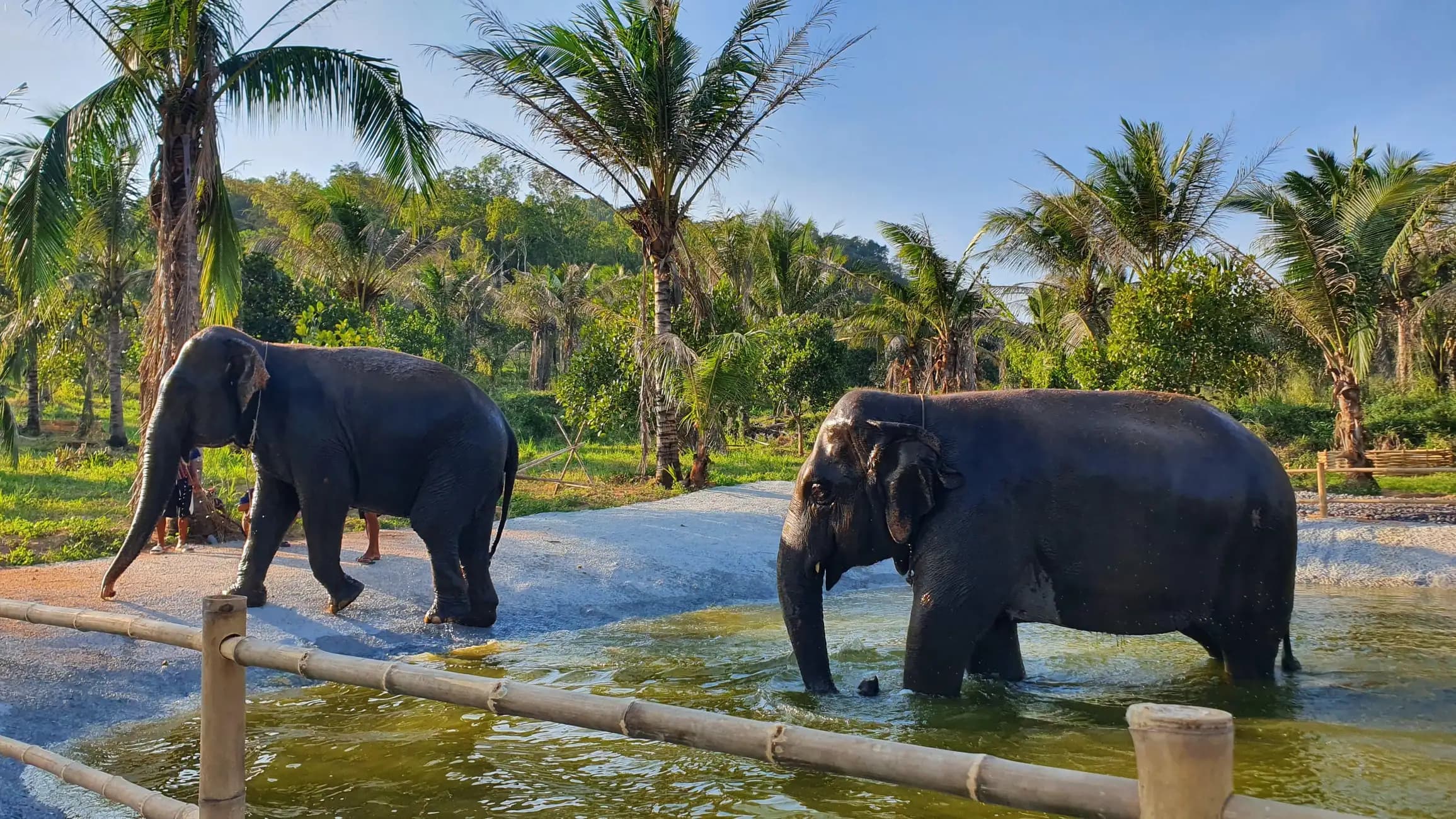 Image of From Pattaya: Living Green Elephant Sanctuary Day Trip tour package, BookMe Tour Package, Travel with BookMe, Exciting Tour Packages Available, Affordable Prices.